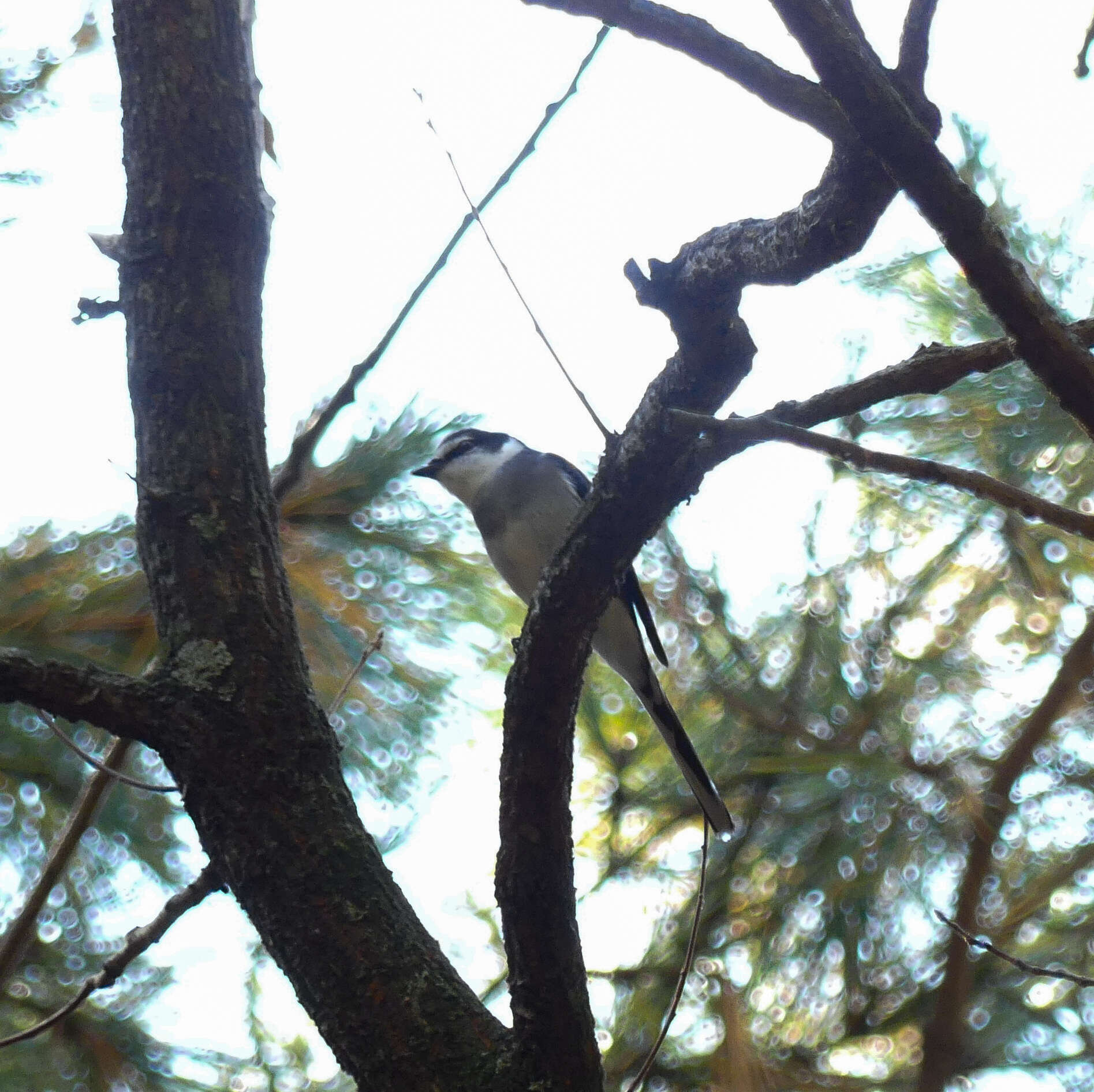 Image of Ryukyu Minivet