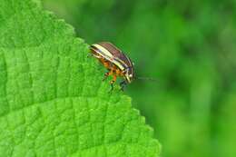 Image of <i>Agonosoma flavolineata</i> Laporte de Castelnau 1833