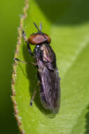 Слика од Orthonevra pictipennis (Loew 1863)