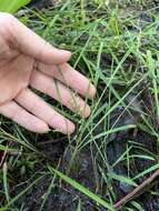 Image of Brazilian Water Grass