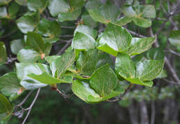 صورة Rhododendron sanctum var. lasiogynum Nakai ex Sugimoto