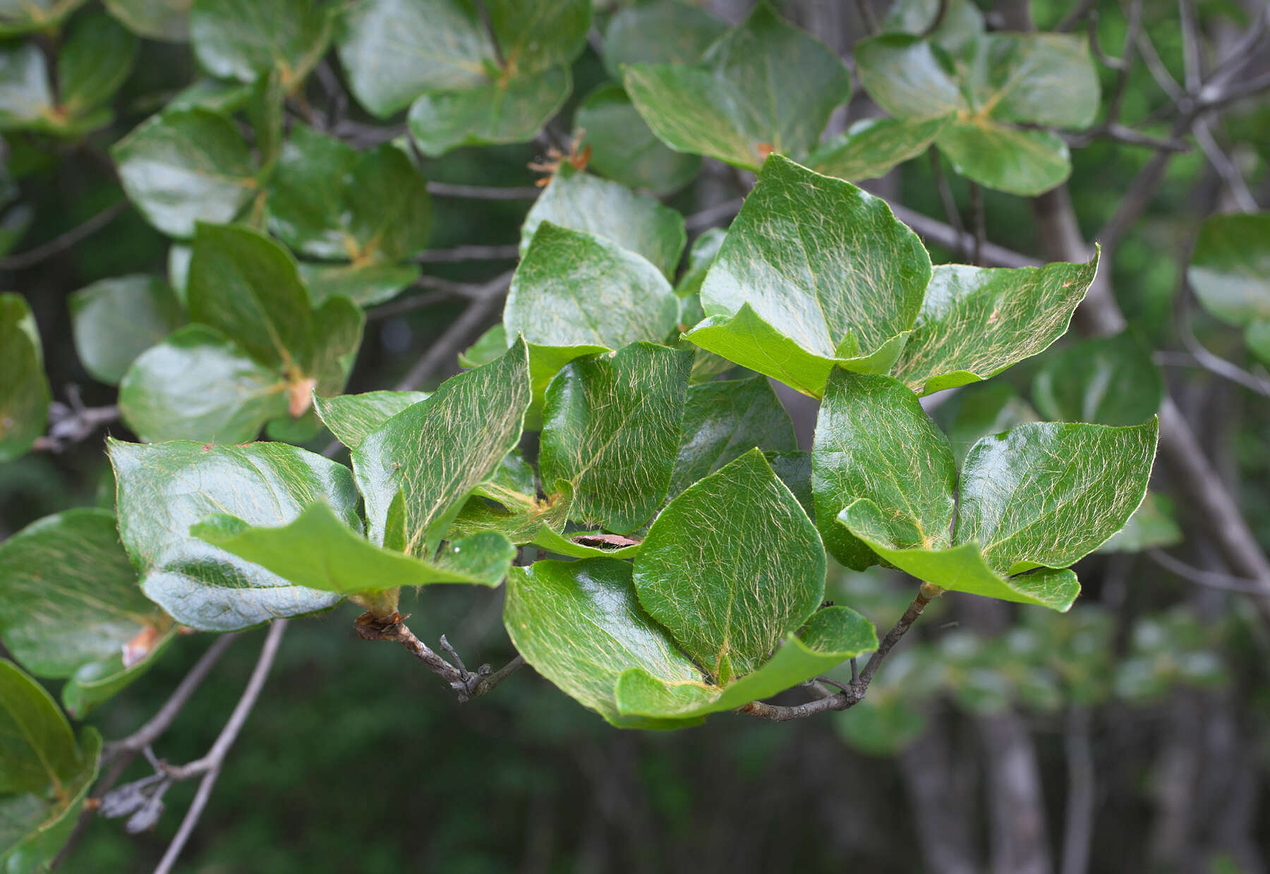 صورة Rhododendron sanctum var. lasiogynum Nakai ex Sugimoto