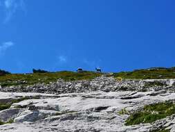 Image of Apennine chamois