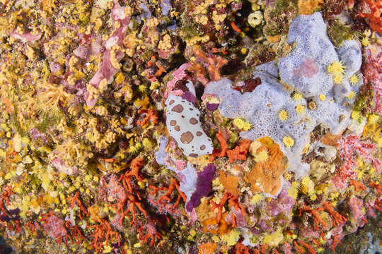 Image of bluish encrusting sponge