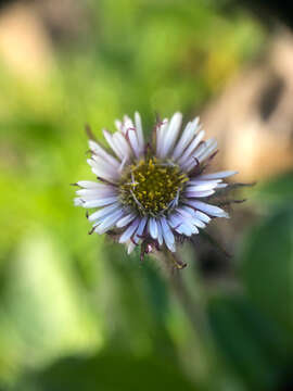 Image of arctic alpine fleabane