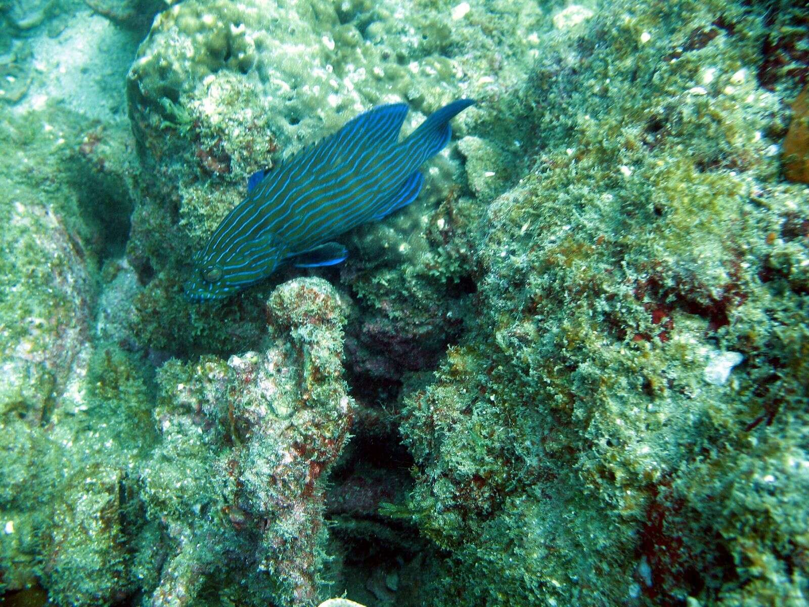 Image of Blue-lined Rock Cod