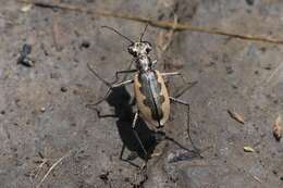 Image of Eunota togata globicollis (Casey 1913)