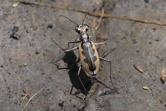 Image of White-cloaked Tiger Beetle