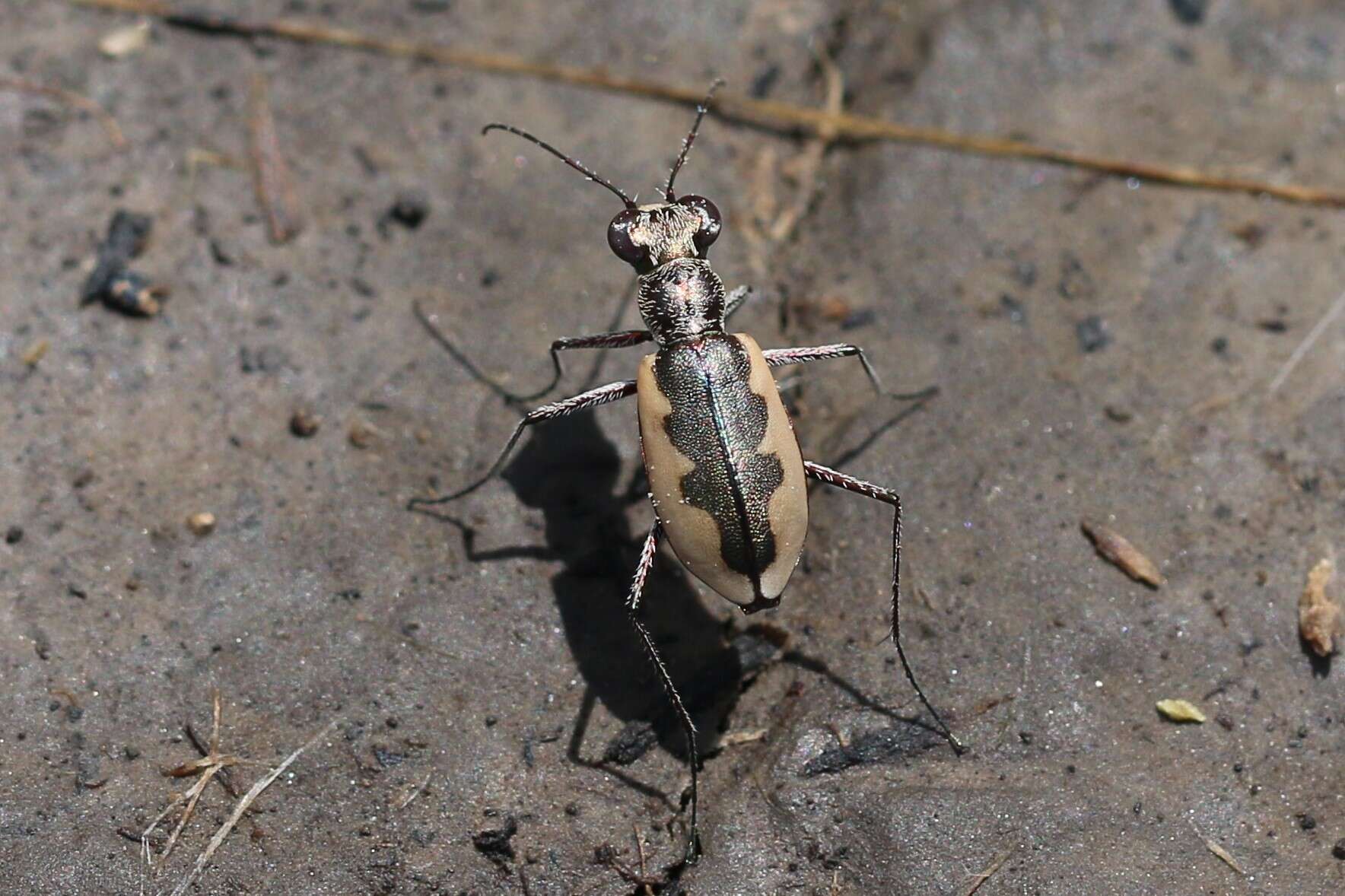 Imagem de Eunota togata globicollis (Casey 1913)