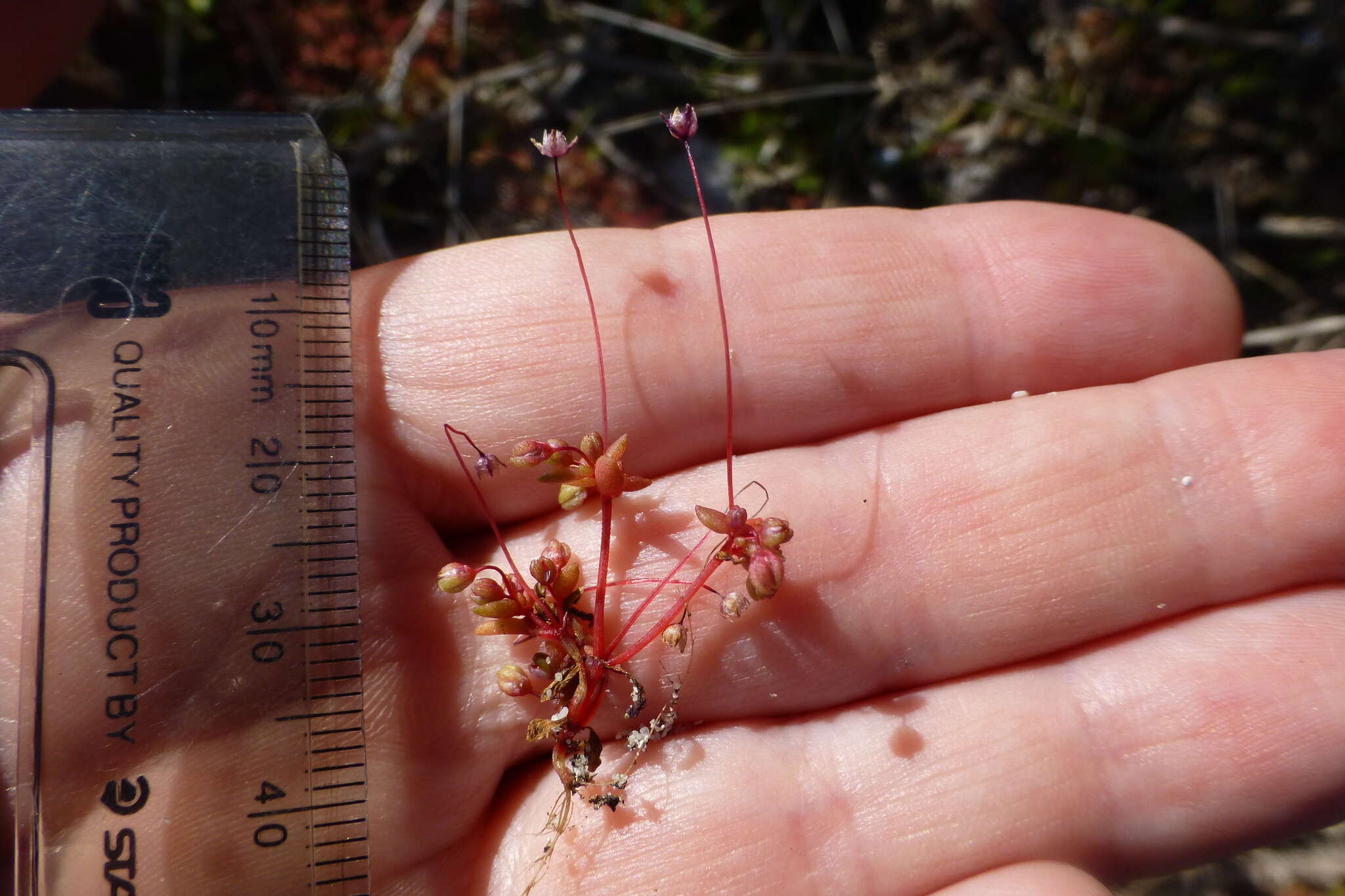 Image of Crassula oblanceolata Schönl. & Baker fil.