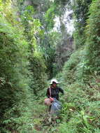 Image of Sirochloa parvifolia (Munro) S. Dransf.