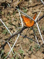 صورة <i>Charaxes <i>jahlusa</i></i> jahlusa