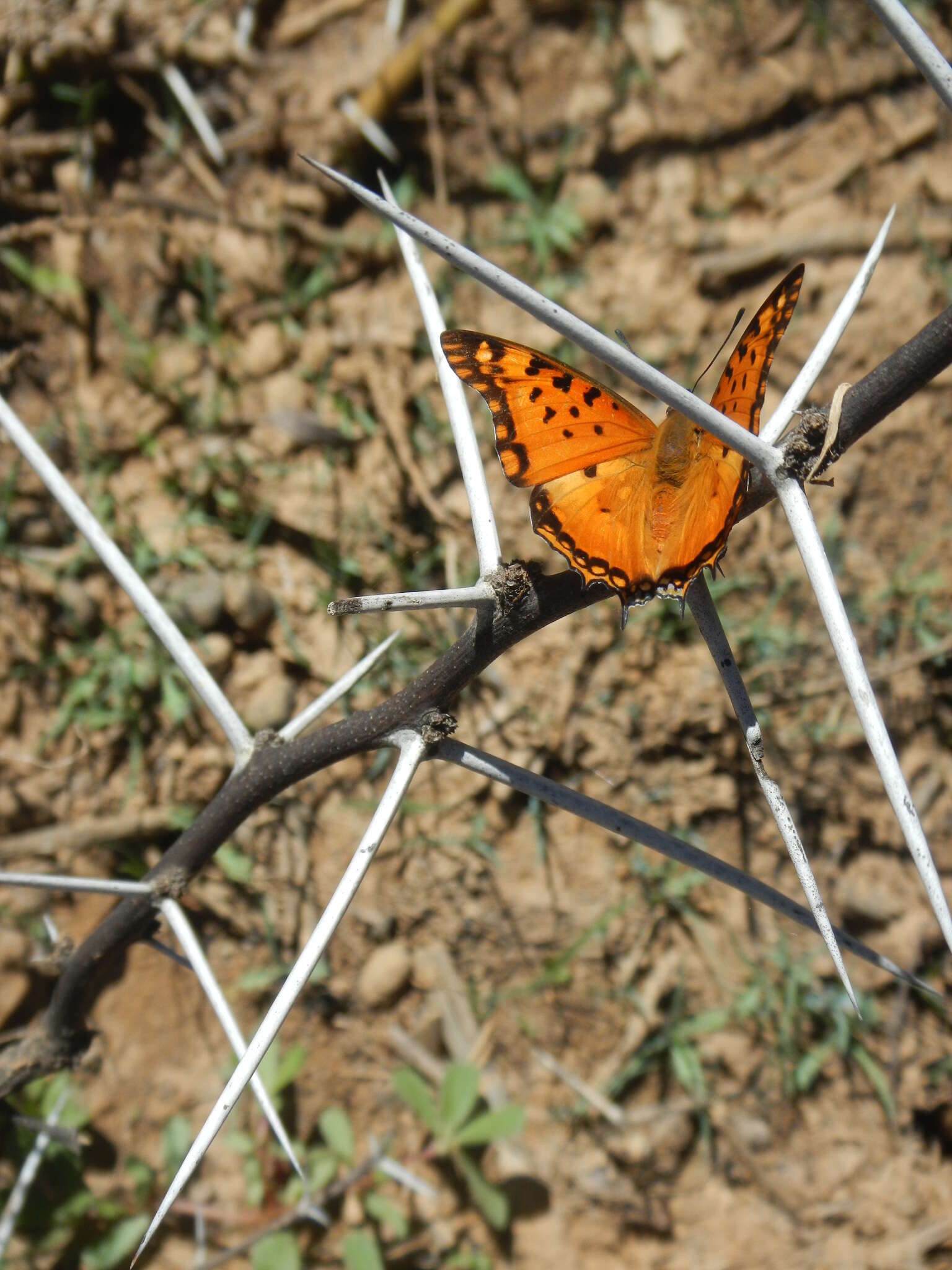 صورة <i>Charaxes <i>jahlusa</i></i> jahlusa