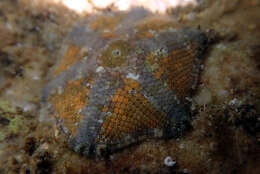 Image of Meridiastra occidens (O'Loughlin, Waters & Roy 2003)