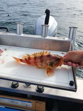 Image of Red gurnard perch