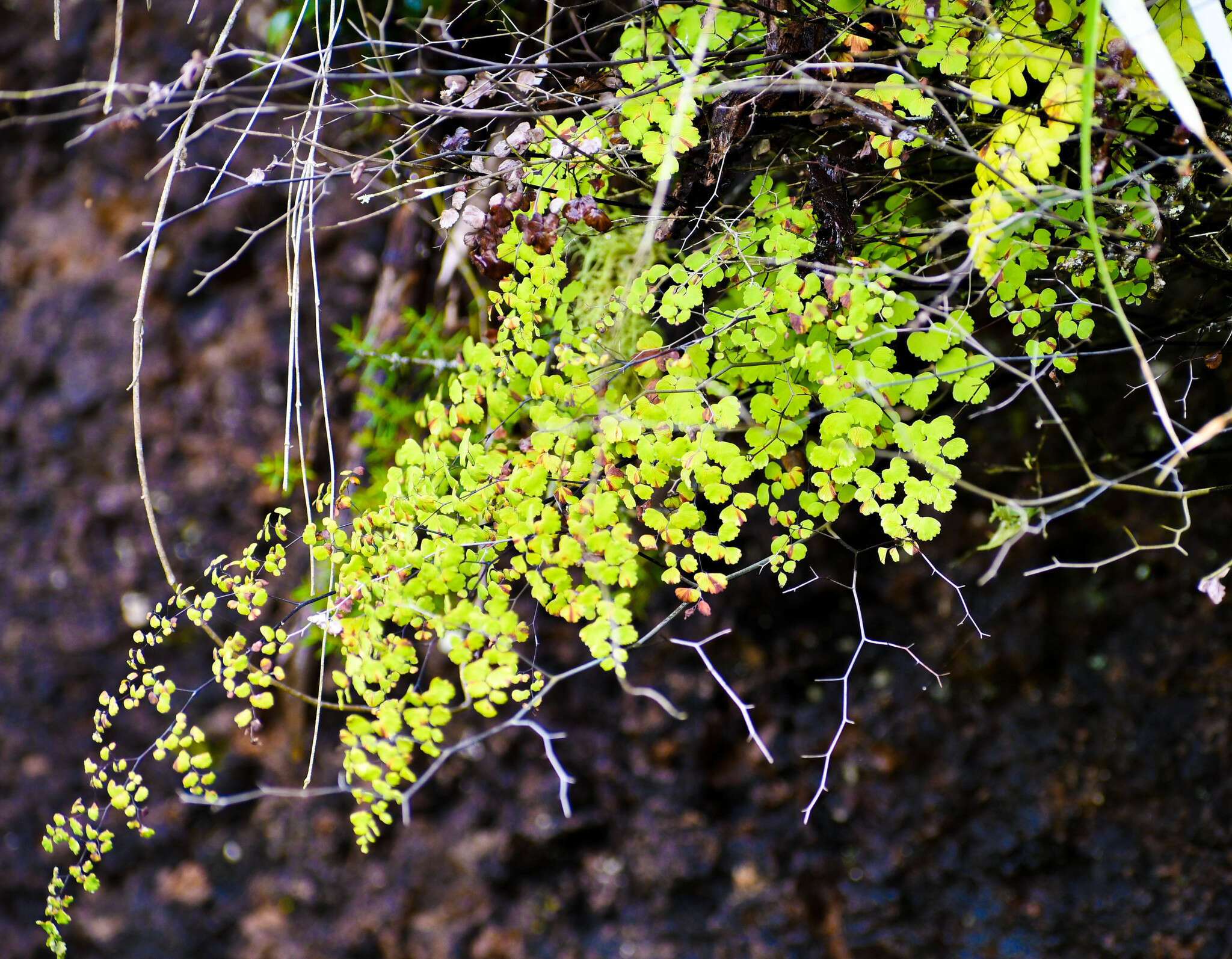 Image of Adiantum poiretii Wikstr.