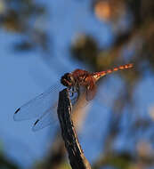 Image of Trithemis monardi Ris 1931