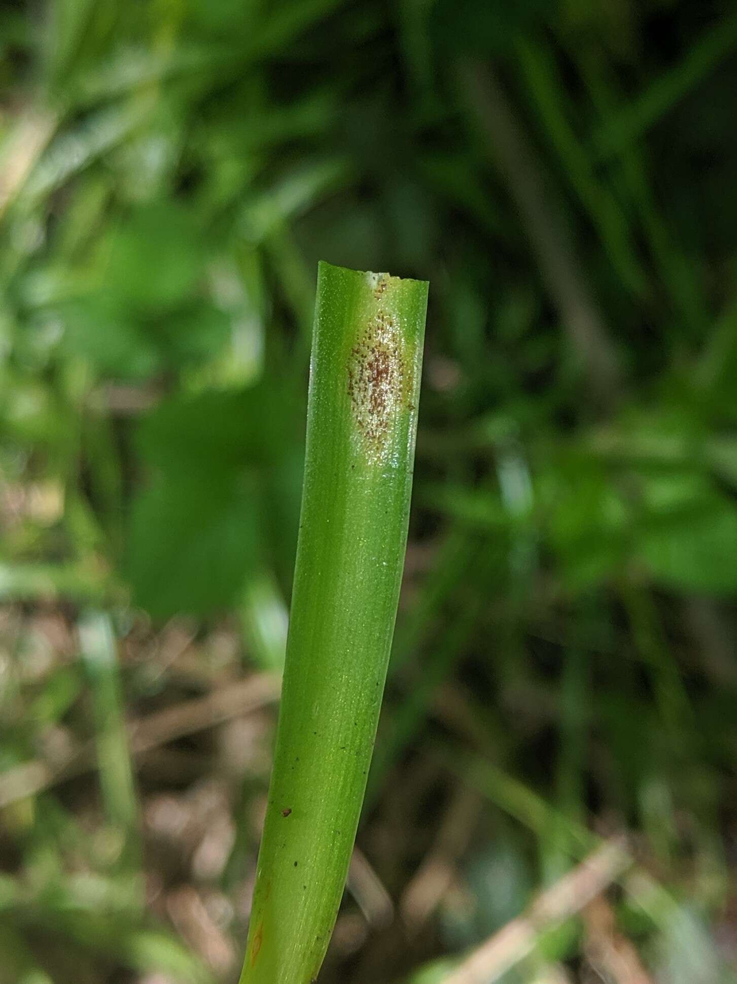 Uromyces hyacinthi W. Schneid. 1927的圖片