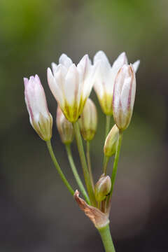 Image of Onion weed