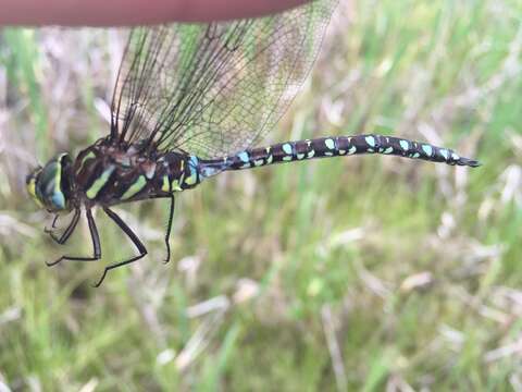 Aeshna juncea (Linnaeus 1758) resmi