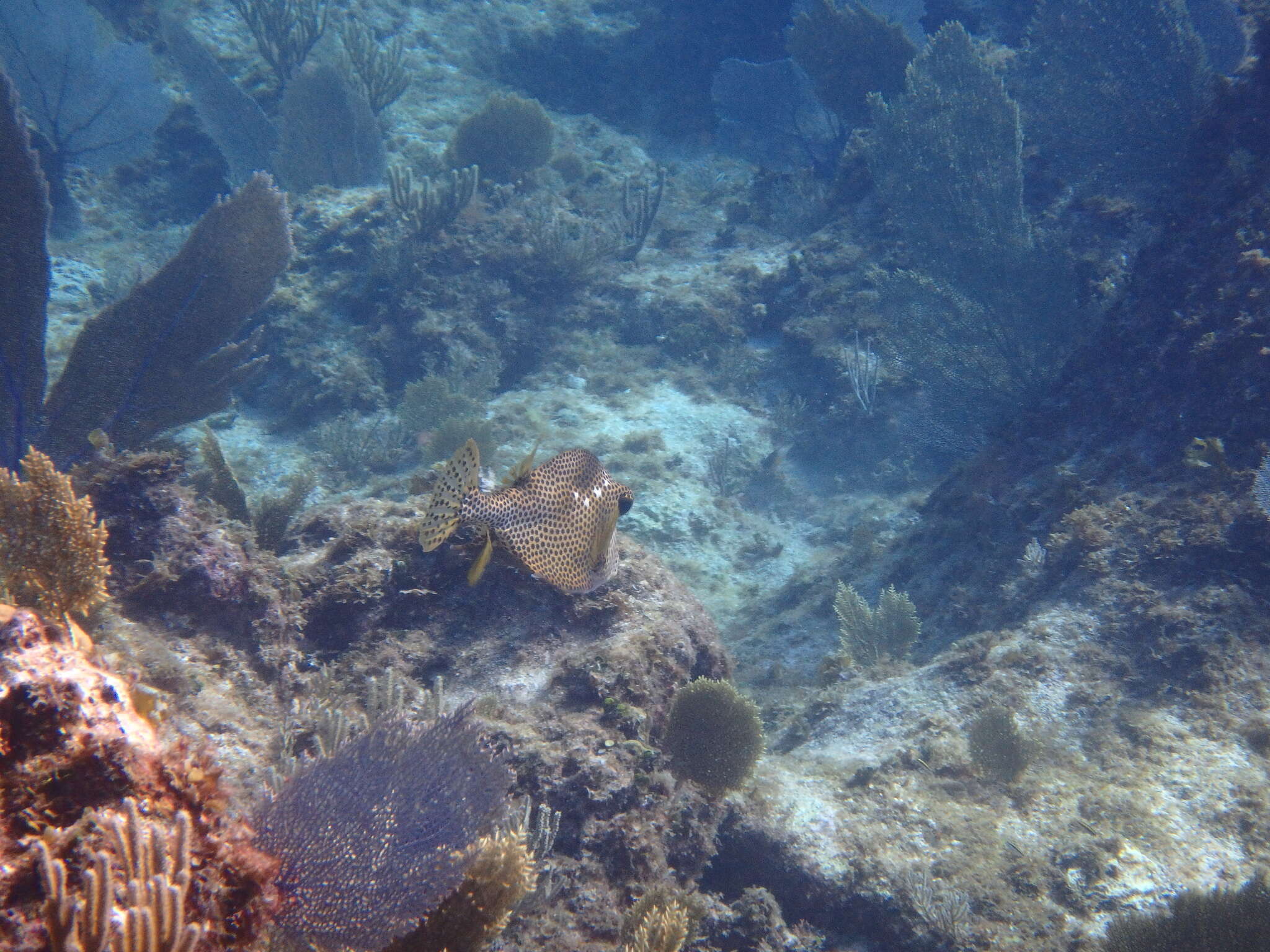 Image of Spotted Trunkfish