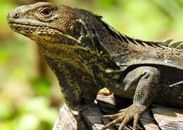 Image of Guatemalan Black Iguana