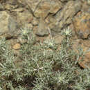 Image of Anthemis rhodensis Boiss.