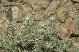 Image of Anthemis rhodensis Boiss.