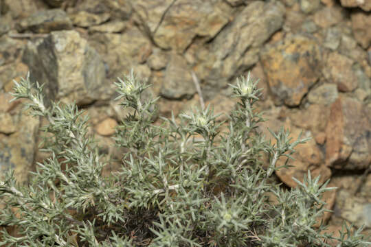 صورة Anthemis rhodensis Boiss.