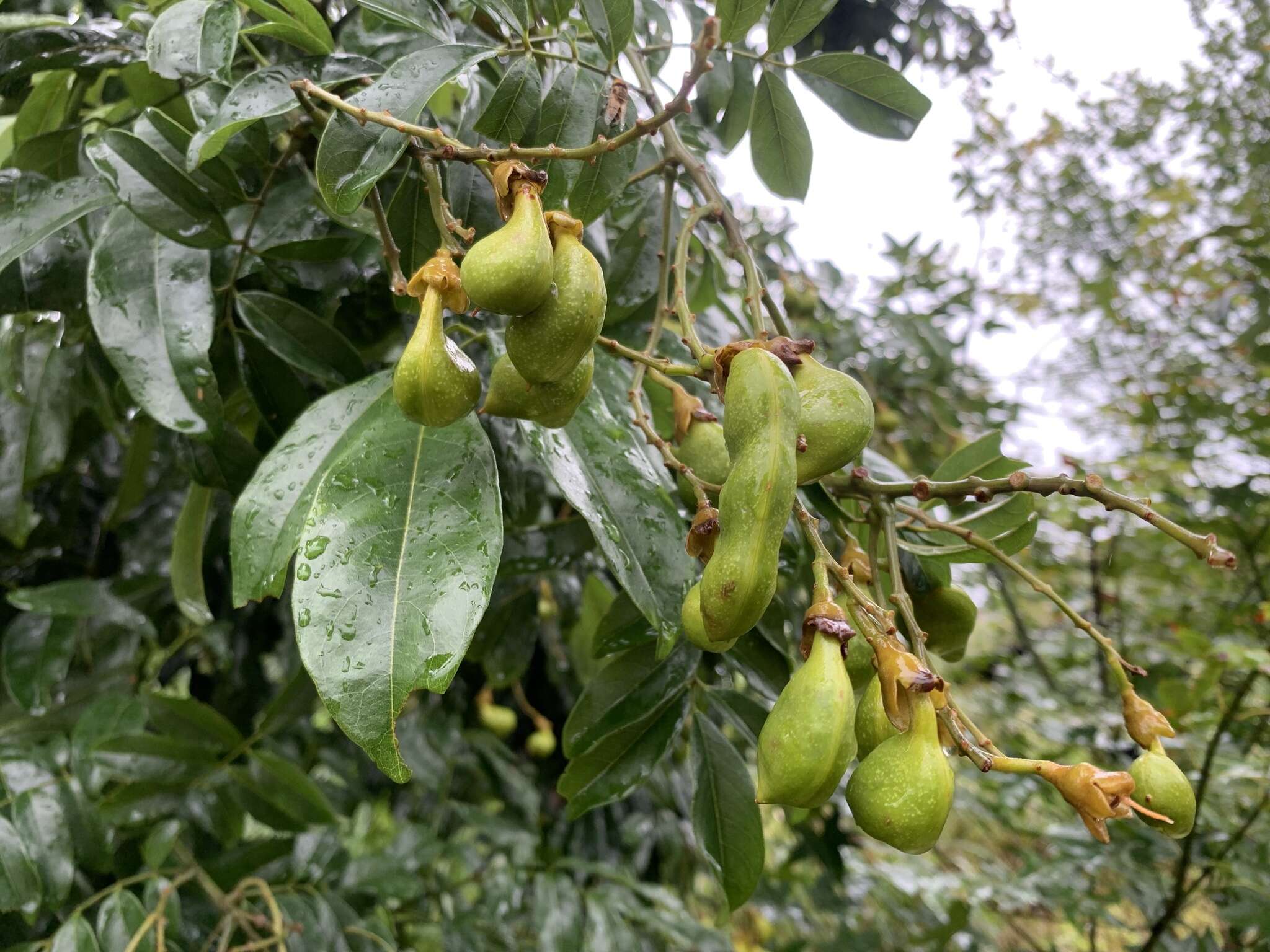 Image de Ormosia pinnata (Lour.) Merr.