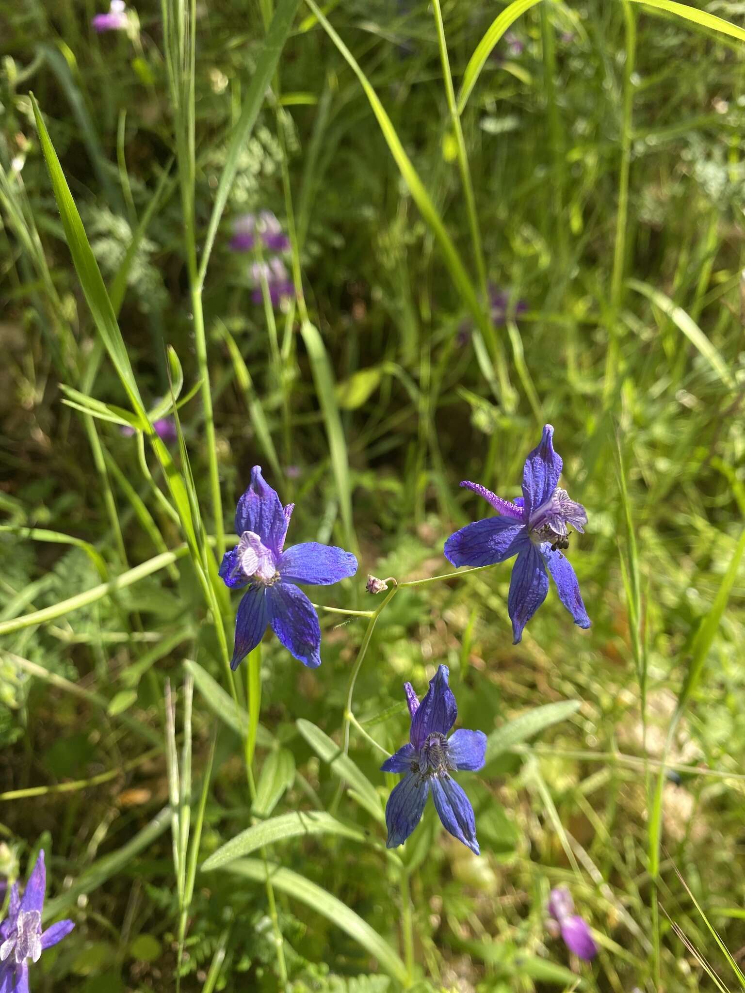 Delphinium patens subsp. patens的圖片