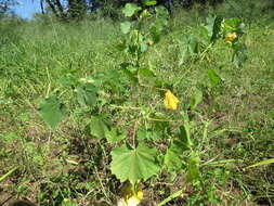 Image of Abutilon grandiflorum G. Don