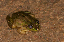 Image of Dahl’s Aquatic Frog
