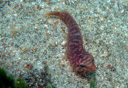 Image of Broad clingfish