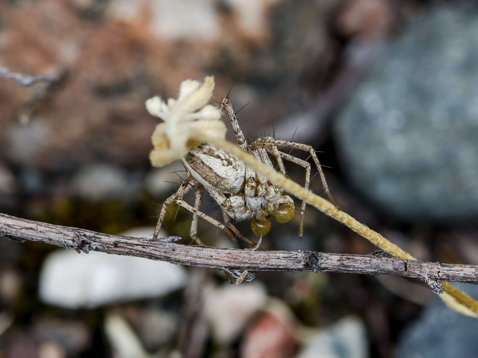 Image of Oxyopes globifer Simon 1876