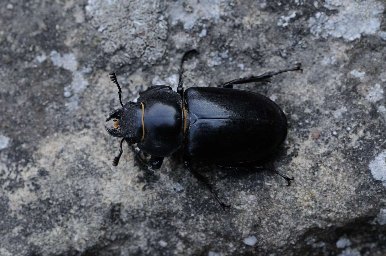 Image of Stag beetle