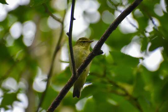 Image of Kamchatka Leaf Warbler