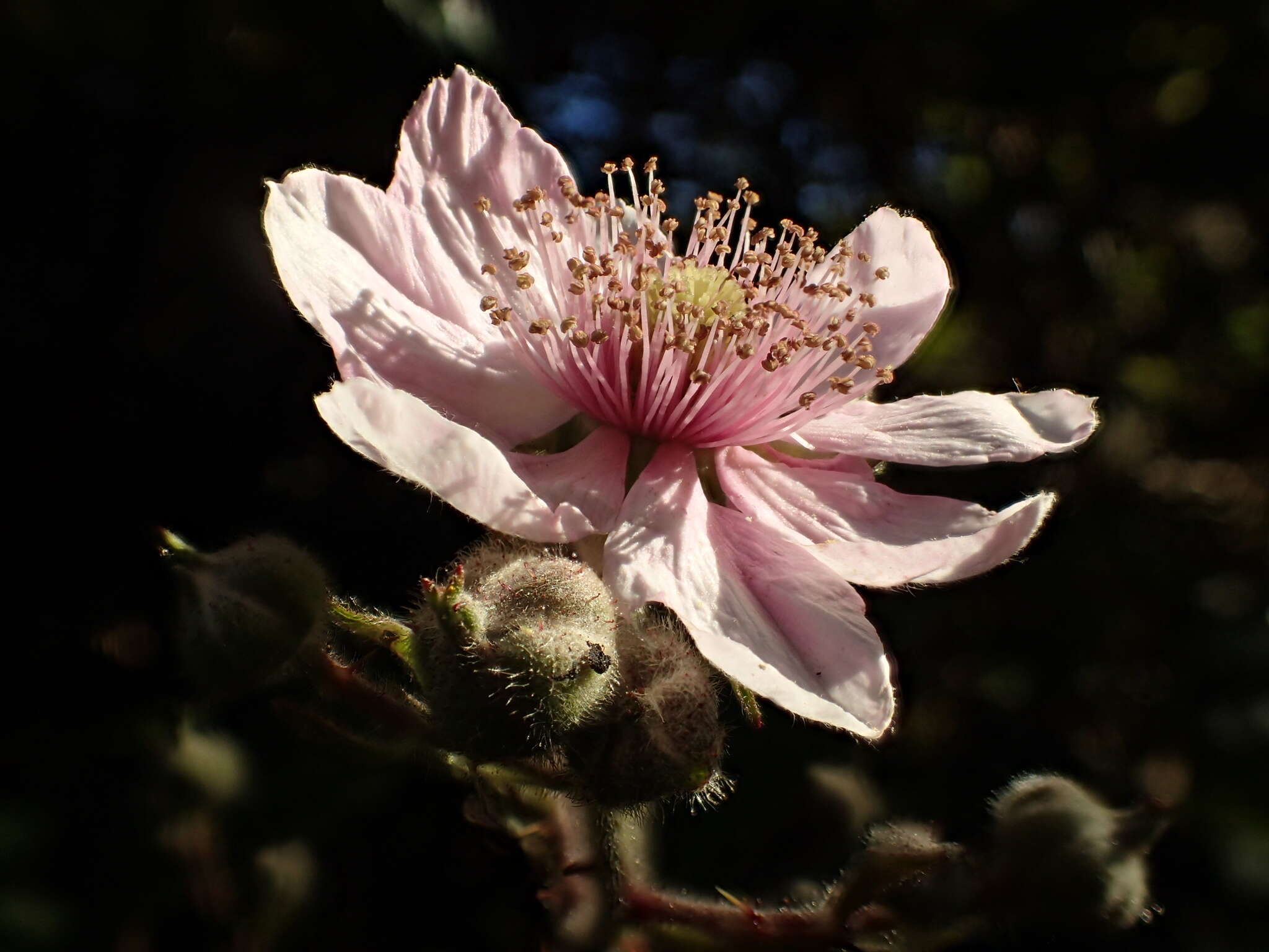 Слика од Rubus vestitus Weihe & Nees