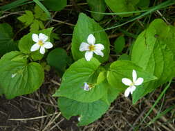 Sivun Viola canadensis var. rugulosa (Greene) C. L. Hitchc. kuva