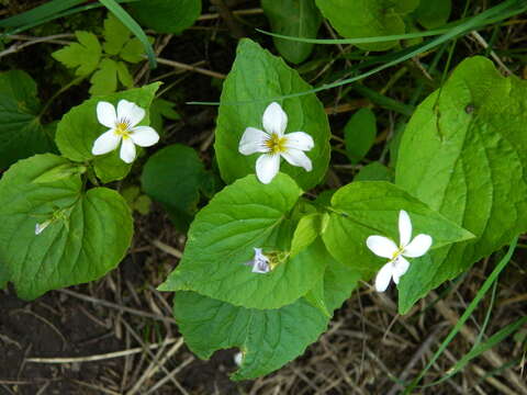 Imagem de Viola canadensis var. rugulosa (Greene) C. L. Hitchc.