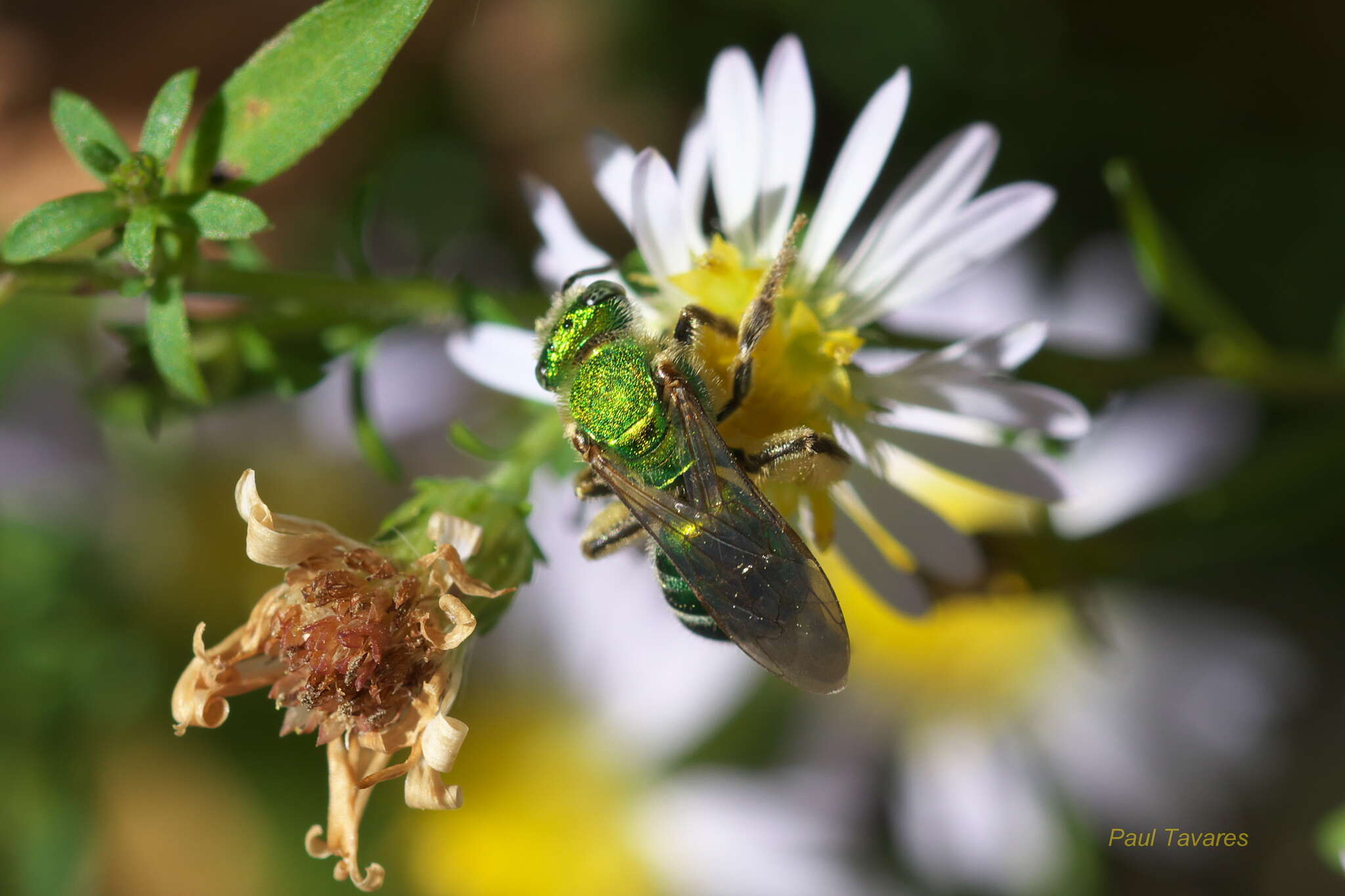 صورة Agapostemon sericeus (Förster 1771)