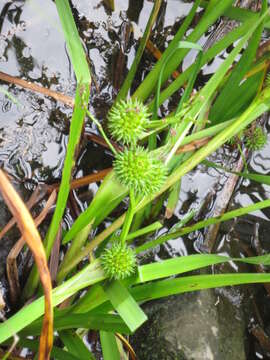 Image of Sparganium erectum subsp. microcarpum (Neuman) Domin