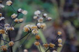 Image of stemless ironweed