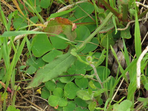 Image of Rumex cordatus Desf.