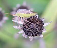 Image of One Spotted Stink Bug