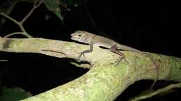 Image of Anolis macrophallus Werner 1917