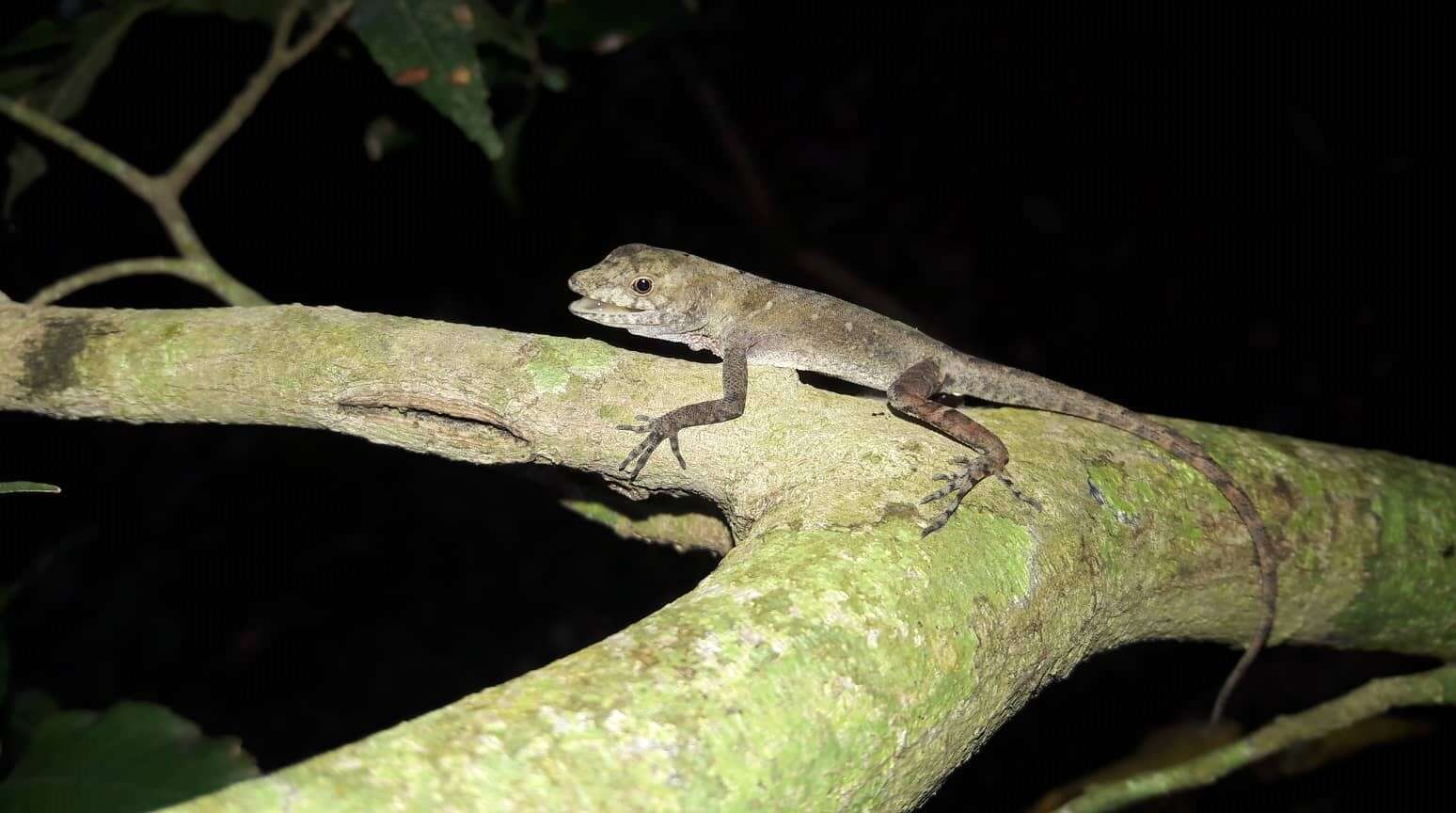 Image of Anolis macrophallus Werner 1917