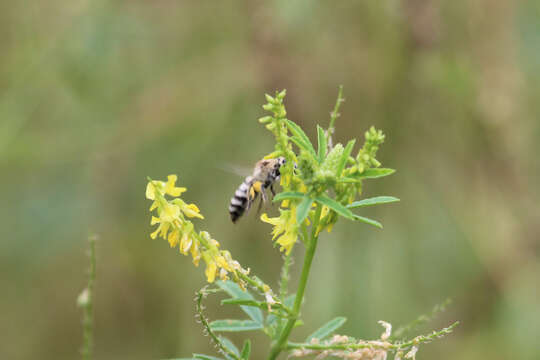 Image of Colletes alini Kuhlmann 2000