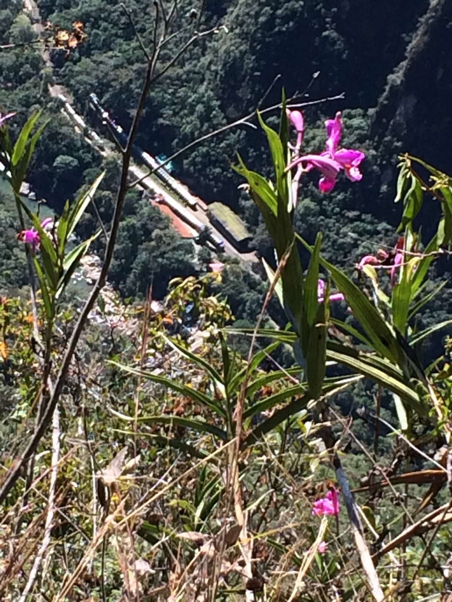 Plancia ëd Sobralia dichotoma Ruiz & Pav.