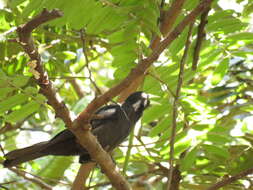 Image of Red-rumped Cacique